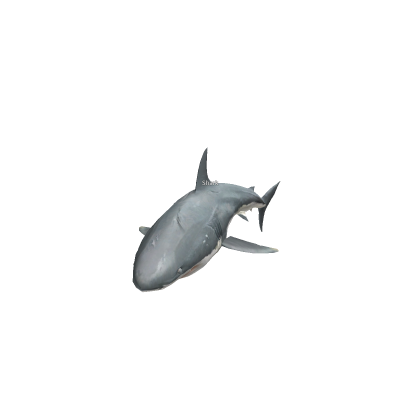 Shark Model