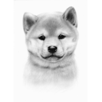 Doges of Glory