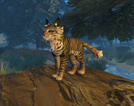Cat creators <3