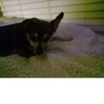 What is this dog doing