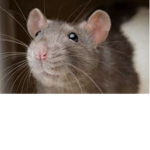 Ratzle