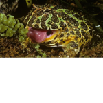 Le:0