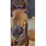 dreams of a horse girl