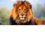 Lion's main clothing!