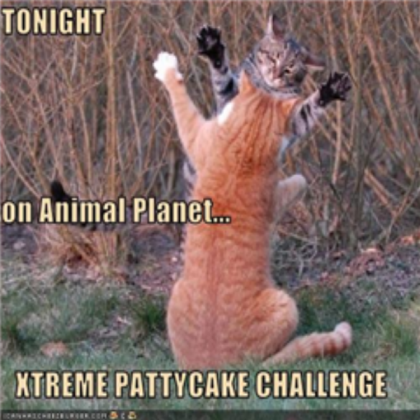 funny cat photo Roblox decal