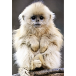 The Kingdom of Monkeys