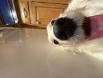 Clean paws