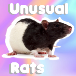 unusual rats