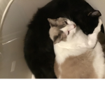 Kitty’s year
