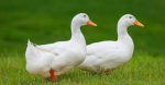 DUCK ARMEE
