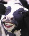 crazy cow