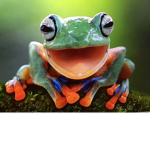 Frog Squad!<3