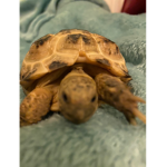 Will Smith the tortoise