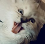 閃光’
