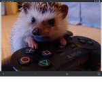 #HedgehogGamer