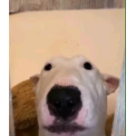 YaelGD xdxd