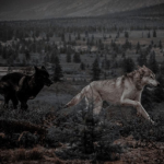 wolf11