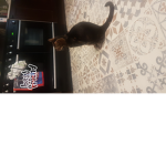 kittens and cats and dogs