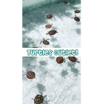 Turtle’s Outlet