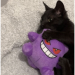 ひまわり子猫