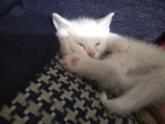 Kitten clubs lily