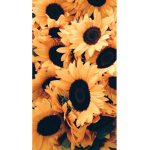•Graces Sunflower Squad•