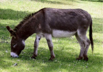 Eşşek