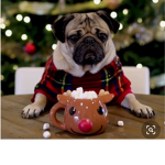 Pug_club99