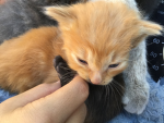 L@s gatitos