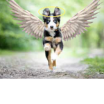 *.~/ Angel pupѕ \~.*