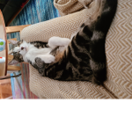 Kitty's only :]