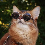 Dev_CAT