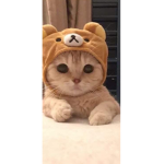 Where Little Cats Lay