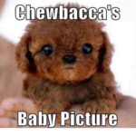 Chewbacca Squad