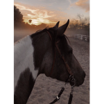 Green Meadow Horse Stables