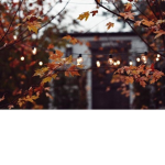Autumns Heavenly Aesthetics