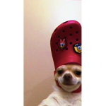 I love doge pls comment to my group