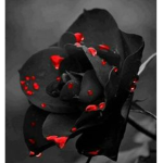 Eternal Rose