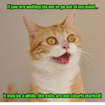 Crazy Kittys
