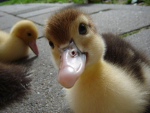 Duckieth's Nest