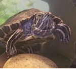 The tureturtles