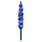 Delphinium produce