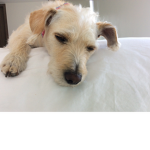 Blanquita