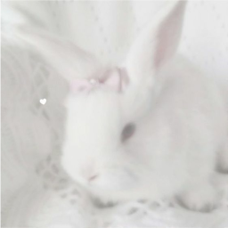 ʚ 🍡 ა˚+