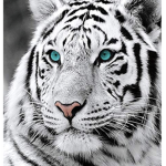The role of the Tiger