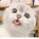 xoxopoop