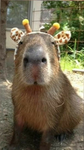 capybaras are epic B)
