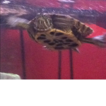 The Blue Turtles Group