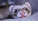 The Ferrets Of the World