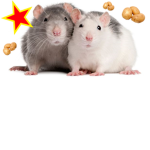 Potatoe Rats